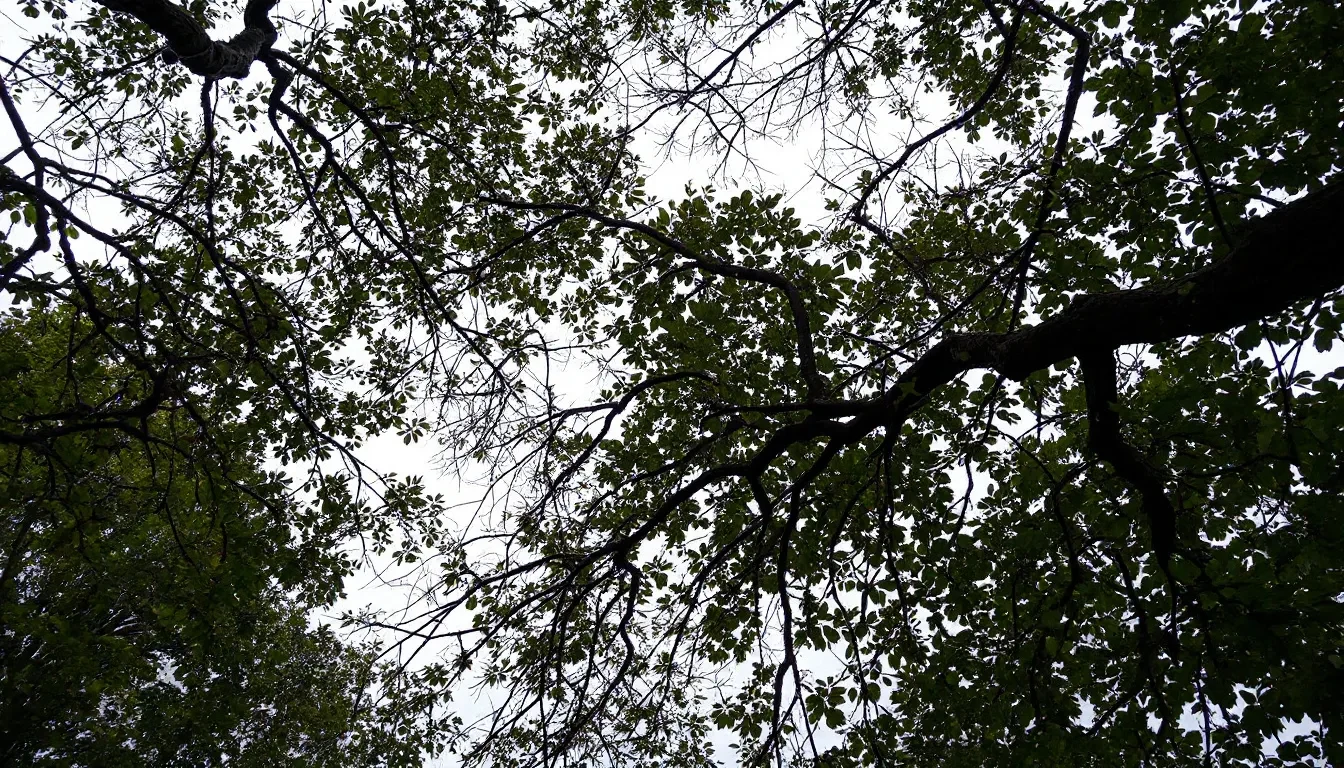 Tree Crown Thinning in Springfield